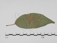 登錄號:F0022436藏品圖，第3張