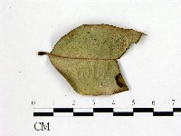 登錄號:F0022437藏品圖，第3張