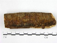 刺革菌屬藏品圖，第1張