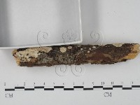 登錄號:F0022441藏品圖，第4張