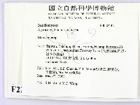 小皮傘屬藏品圖，第2張