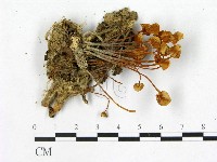 小皮傘屬藏品圖，第3張