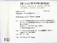 冇骨消絲齒菌藏品圖，第2張