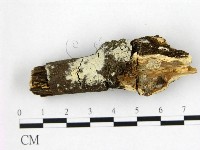 冇骨消絲齒菌藏品圖，第1張