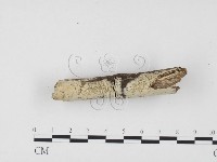 冇骨消絲齒菌藏品圖，第3張