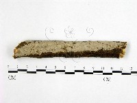 刺皮菌屬藏品圖，第1張