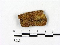 耙菌屬藏品圖，第1張