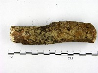 登錄號:F0022452藏品圖，第1張