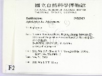 附毛菌屬藏品圖，第2張