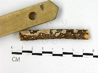 附毛菌屬藏品圖，第1張