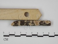 附毛菌屬藏品圖，第3張