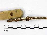 樹狀皮革菌屬藏品圖，第1張