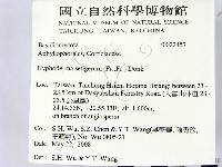 剛毛絲皮菌藏品圖，第2張