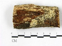 剛毛絲皮菌藏品圖，第1張