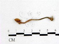 小皮傘屬藏品圖，第3張