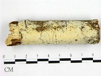 冇骨消絲齒菌藏品圖，第1張