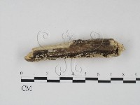 登錄號:F0022466藏品圖，第4張