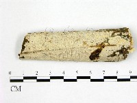 刺皮菌屬藏品圖，第1張