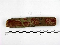刺革菌屬藏品圖，第1張