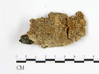 絲齒菌屬藏品圖，第1張