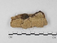 絲齒菌屬藏品圖，第1張