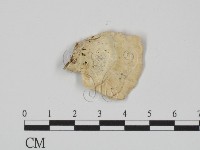 附毛菌屬藏品圖，第1張