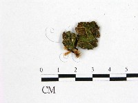 登錄號:F0022474藏品圖，第3張