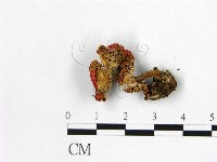 紅菇屬藏品圖，第3張