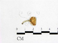 微皮傘屬藏品圖，第3張