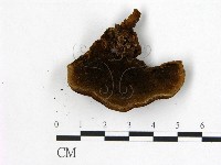 纖孔菌屬藏品圖，第3張