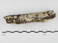 冇骨消絲齒菌藏品圖，第3張