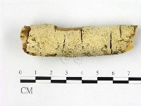 剛毛絲皮菌藏品圖，第1張