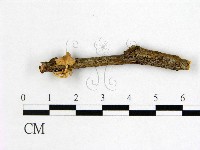 登錄號:F0022502藏品圖，第1張