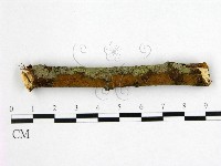 刺革菌屬藏品圖，第1張
