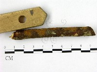 刺革菌屬藏品圖，第3張