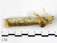 登錄號:F0022504藏品圖，第1張