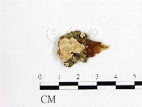 刺皮菌屬藏品圖，第1張