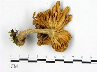 登錄號:F0022507藏品圖，第3張