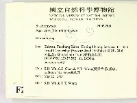 小皮傘屬藏品圖，第2張