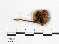 小皮傘屬藏品圖，第3張