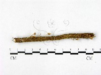 登錄號:F0022510藏品圖，第3張