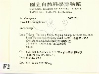 乳菇屬藏品圖，第2張