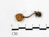 乳菇屬藏品圖，第1張