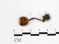 乳菇屬藏品圖，第3張