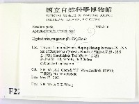 剛毛絲皮菌藏品圖，第2張