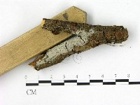 剛毛絲皮菌藏品圖，第3張