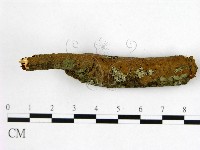 刺革菌屬藏品圖，第1張