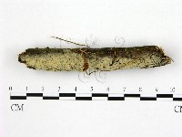 登錄號:F0022523藏品圖，第1張