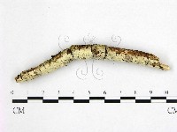 登錄號:F0022530藏品圖，第1張