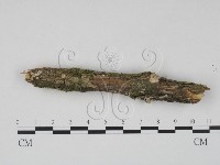登錄號:F0022534藏品圖，第1張